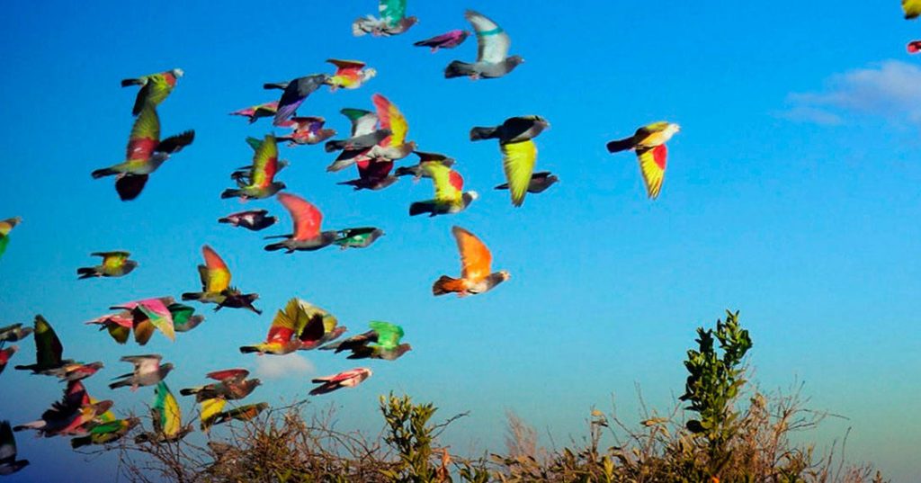 aprender sobre colombicultura 