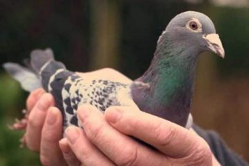 cria selectiva de palomas