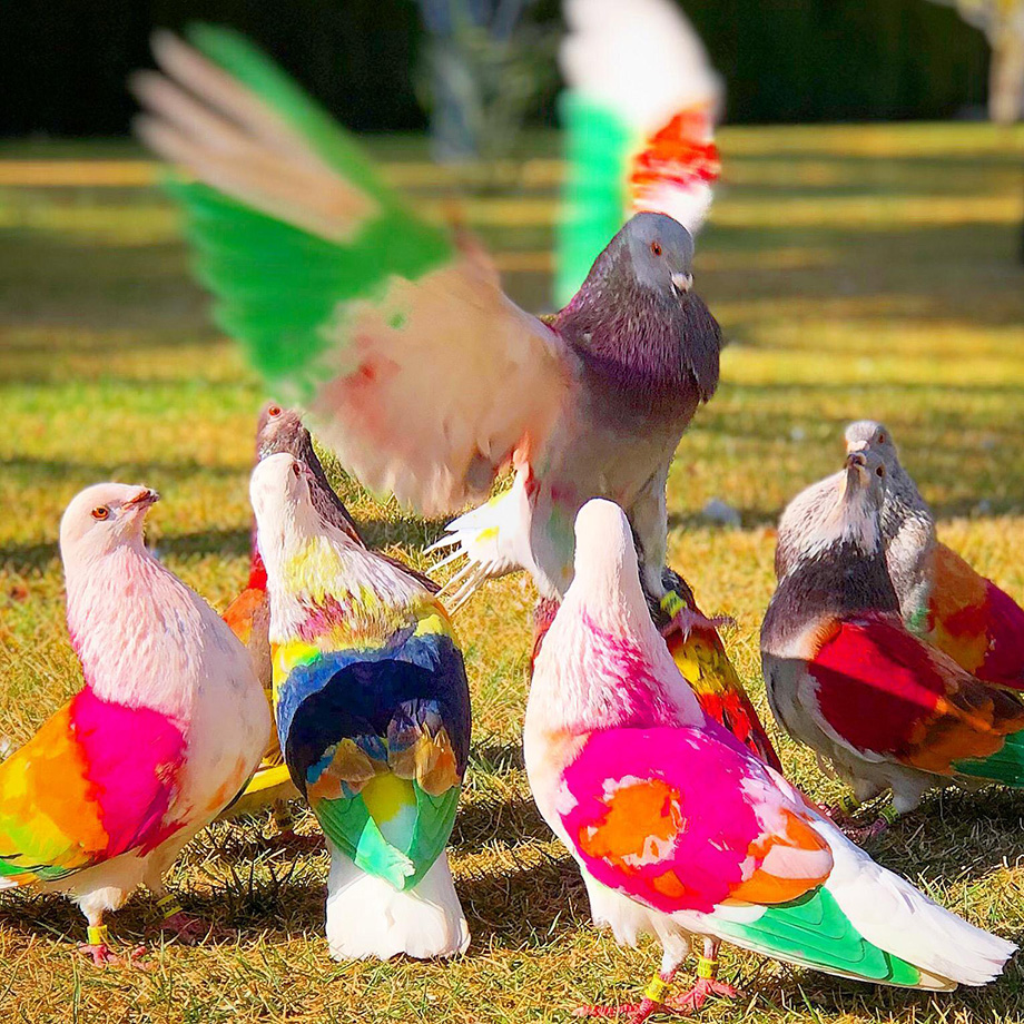 qué es colombicultura 