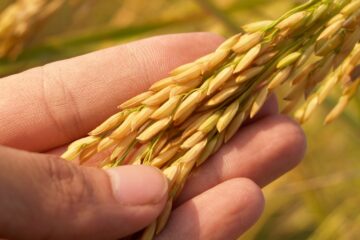 Aprender a poner mallas para cultivos